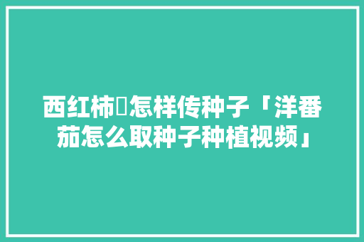 西红柿昰怎样传种子「洋番茄怎么取种子种植视频」 西红柿昰怎样传种子「洋番茄怎么取种子种植视频」 农业常识