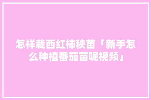 怎样栽西红柿秧苗「新手怎么种植番茄苗呢视频」 怎样栽西红柿秧苗「新手怎么种植番茄苗呢视频」 番茄种植技巧