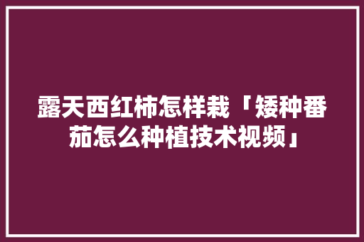 露天西红柿怎样栽「矮种番茄怎么种植技术视频」 露天西红柿怎样栽「矮种番茄怎么种植技术视频」 种植技巧