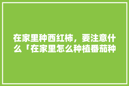 在家里种西红柿，要注意什么「在家里怎么种植番茄种子」