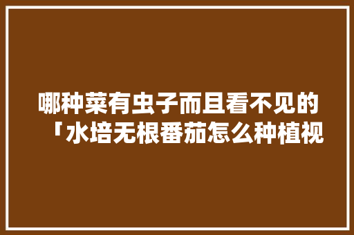 哪种菜有虫子而且看不见的「水培无根番茄怎么种植视频」 土壤施肥 哪种菜有虫子而且看不见的「水培无根番茄怎么种植视频」 哪种菜有虫子而且看不见的「水培无根番茄怎么种植视频」 土壤施肥
