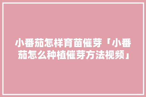 小番茄怎样育苗催芽「小番茄怎么种植催芽方法视频」 小番茄怎样育苗催芽「小番茄怎么种植催芽方法视频」 种植技巧
