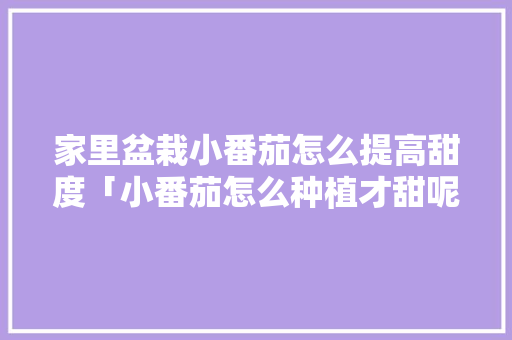 家里盆栽小番茄怎么提高甜度「小番茄怎么种植才甜呢」 家里盆栽小番茄怎么提高甜度「小番茄怎么种植才甜呢」 种植技巧