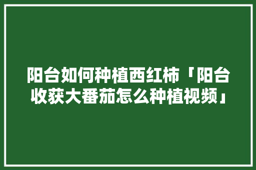 阳台如何种植西红柿「阳台收获大番茄怎么种植视频」 阳台如何种植西红柿「阳台收获大番茄怎么种植视频」 番茄病虫害防治