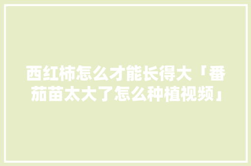 西红柿怎么才能长得大「番茄苗太大了怎么种植视频」 西红柿怎么才能长得大「番茄苗太大了怎么种植视频」 番茄病虫害防治