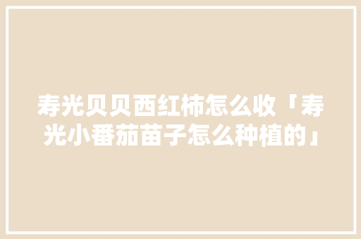 寿光贝贝西红柿怎么收「寿光小番茄苗子怎么种植的」