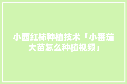 小西红柿种植技术「小番茄大苗怎么种植视频」 小西红柿种植技术「小番茄大苗怎么种植视频」 土壤施肥