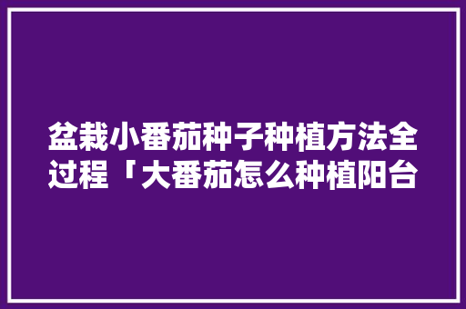 盆栽小番茄种子种植方法全过程「大番茄怎么种植阳台种子图片」 盆栽小番茄种子种植方法全过程「大番茄怎么种植阳台种子图片」 番茄种植技巧