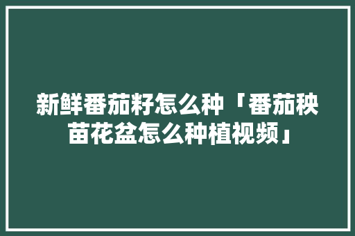 新鲜番茄籽怎么种「番茄秧苗花盆怎么种植视频」 新鲜番茄籽怎么种「番茄秧苗花盆怎么种植视频」 花朵知识