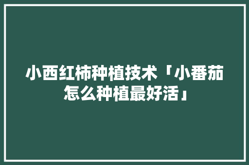 小西红柿种植技术「小番茄怎么种植最好活」 小西红柿种植技术「小番茄怎么种植最好活」 植物种类