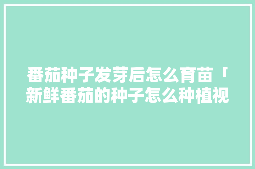 番茄种子发芽后怎么育苗「新鲜番茄的种子怎么种植视频」 番茄种子发芽后怎么育苗「新鲜番茄的种子怎么种植视频」 番茄种植技巧