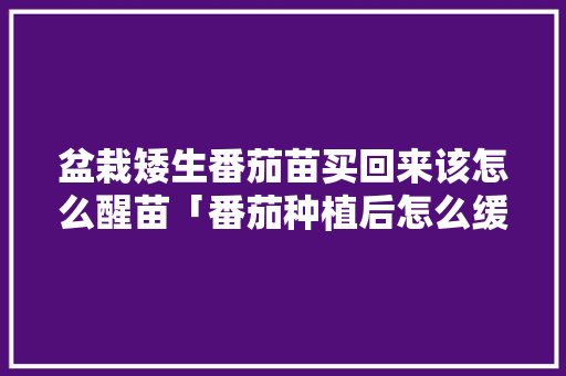 盆栽矮生番茄苗买回来该怎么醒苗「番茄种植后怎么缓苗最好」 盆栽矮生番茄苗买回来该怎么醒苗「番茄种植后怎么缓苗最好」 番茄种植技巧
