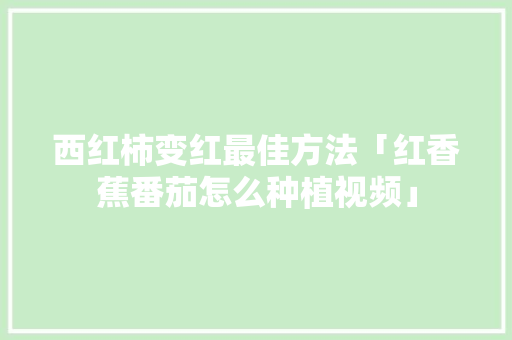 西红柿变红最佳方法「红香蕉番茄怎么种植视频」 花朵知识 西红柿变红最佳方法「红香蕉番茄怎么种植视频」 西红柿变红最佳方法「红香蕉番茄怎么种植视频」 花朵知识
