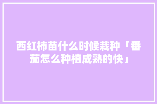 西红柿苗什么时候栽种「番茄怎么种植成熟的快」 西红柿苗什么时候栽种「番茄怎么种植成熟的快」 土壤施肥