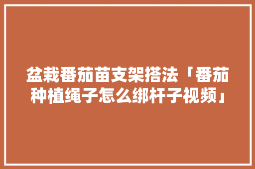 盆栽番茄苗支架搭法「番茄种植绳子怎么绑杆子视频」