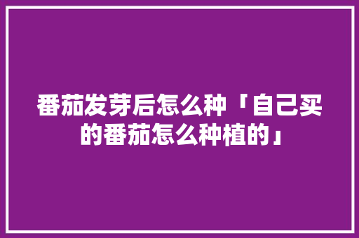 番茄发芽后怎么种「自己买的番茄怎么种植的」 番茄发芽后怎么种「自己买的番茄怎么种植的」 植物种类