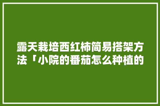 露天栽培西红柿简易搭架方法「小院的番茄怎么种植的呢」 种植技巧 露天栽培西红柿简易搭架方法「小院的番茄怎么种植的呢」 露天栽培西红柿简易搭架方法「小院的番茄怎么种植的呢」 种植技巧