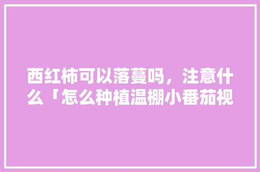 西红柿可以落蔓吗，注意什么「怎么种植温棚小番茄视频教程」 西红柿可以落蔓吗，注意什么「怎么种植温棚小番茄视频教程」 番茄种植技巧