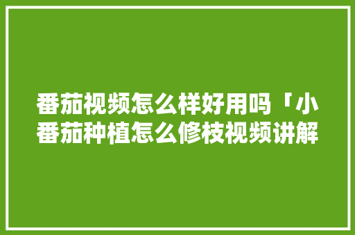 番茄视频怎么样好用吗「小番茄种植怎么修枝视频讲解」 番茄视频怎么样好用吗「小番茄种植怎么修枝视频讲解」 种植技巧
