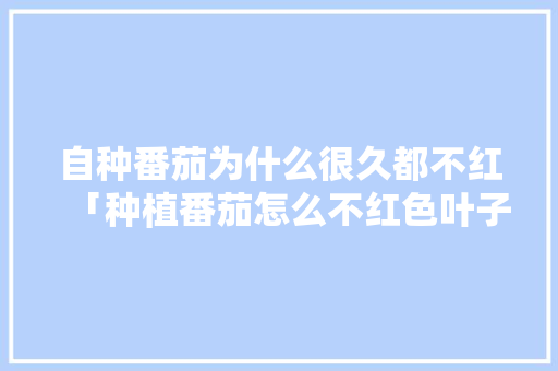 自种番茄为什么很久都不红「种植番茄怎么不红色叶子呢」 自种番茄为什么很久都不红「种植番茄怎么不红色叶子呢」 农业常识
