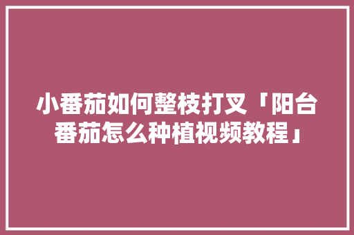 小番茄如何整枝打叉「阳台番茄怎么种植视频教程」 小番茄如何整枝打叉「阳台番茄怎么种植视频教程」 植物种类