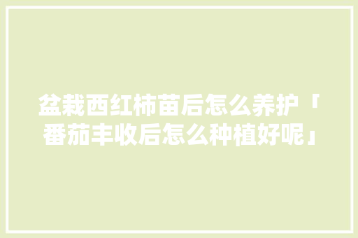 盆栽西红柿苗后怎么养护「番茄丰收后怎么种植好呢」 盆栽西红柿苗后怎么养护「番茄丰收后怎么种植好呢」 农业常识
