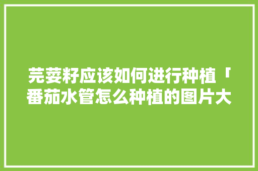 芫荽籽应该如何进行种植「番茄水管怎么种植的图片大全」