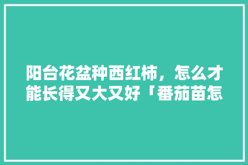 阳台花盆种西红柿，怎么才能长得又大又好「番茄苗怎么阳台种植视频」 阳台花盆种西红柿，怎么才能长得又大又好「番茄苗怎么阳台种植视频」 种植技巧