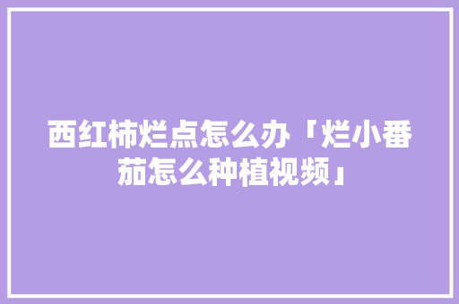 西红柿烂点怎么办「烂小番茄怎么种植视频」 西红柿烂点怎么办「烂小番茄怎么种植视频」 花朵知识