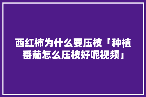 西红柿为什么要压枝「种植番茄怎么压枝好呢视频」 西红柿为什么要压枝「种植番茄怎么压枝好呢视频」 种植技巧