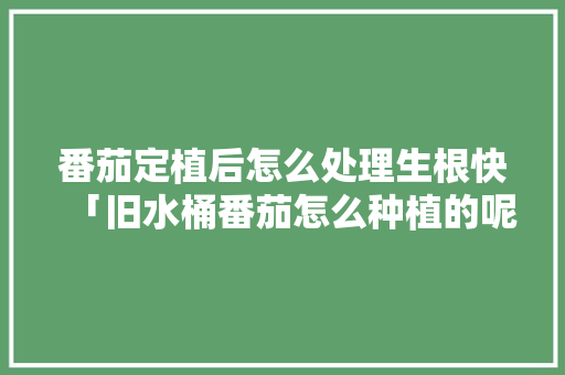 番茄定植后怎么处理生根快「旧水桶番茄怎么种植的呢」 番茄定植后怎么处理生根快「旧水桶番茄怎么种植的呢」 花朵知识