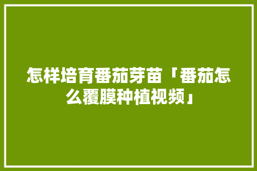 怎样培育番茄芽苗「番茄怎么覆膜种植视频」 怎样培育番茄芽苗「番茄怎么覆膜种植视频」 土壤施肥