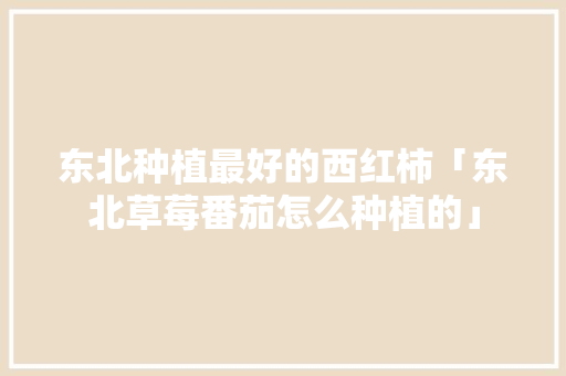 东北种植最好的西红柿「东北草莓番茄怎么种植的」 东北种植最好的西红柿「东北草莓番茄怎么种植的」 种植技巧