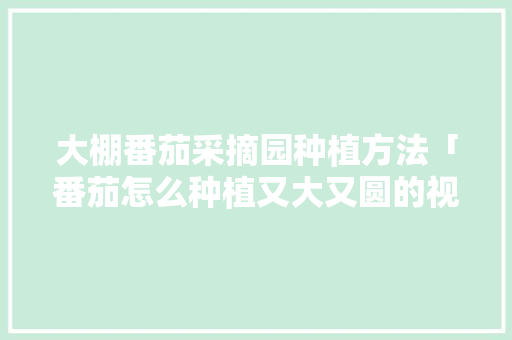 大棚番茄采摘园种植方法「番茄怎么种植又大又圆的视频」 大棚番茄采摘园种植方法「番茄怎么种植又大又圆的视频」 种植技巧