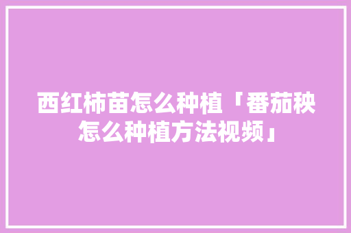 西红柿苗怎么种植「番茄秧怎么种植方法视频」 西红柿苗怎么种植「番茄秧怎么种植方法视频」 花朵知识