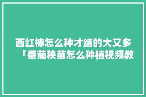 西红柿怎么种才结的大又多「番茄秧苗怎么种植视频教程」 番茄病虫害防治 西红柿怎么种才结的大又多「番茄秧苗怎么种植视频教程」 西红柿怎么种才结的大又多「番茄秧苗怎么种植视频教程」 番茄病虫害防治