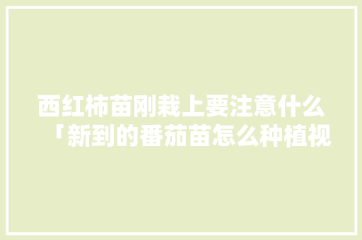 西红柿苗刚栽上要注意什么「新到的番茄苗怎么种植视频」 西红柿苗刚栽上要注意什么「新到的番茄苗怎么种植视频」 番茄种植技巧