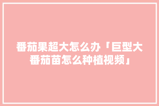 番茄果超大怎么办「巨型大番茄苗怎么种植视频」 番茄病虫害防治 番茄果超大怎么办「巨型大番茄苗怎么种植视频」 番茄果超大怎么办「巨型大番茄苗怎么种植视频」 番茄病虫害防治
