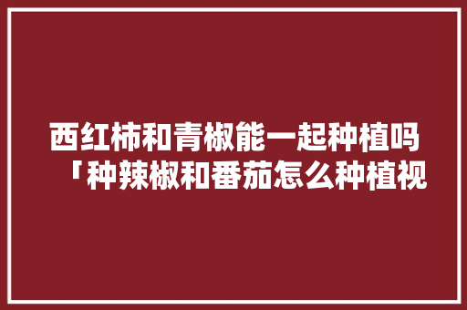 西红柿和青椒能一起种植吗「种辣椒和番茄怎么种植视频」