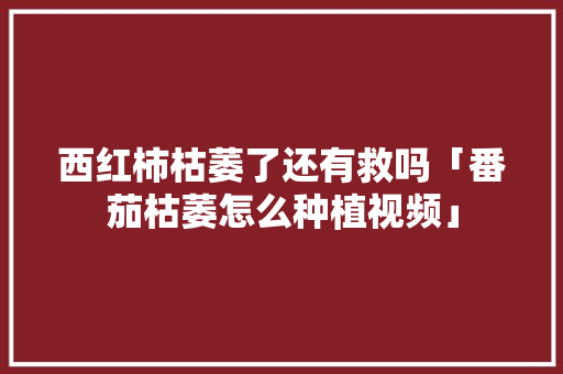 西红柿枯萎了还有救吗「番茄枯萎怎么种植视频」 西红柿枯萎了还有救吗「番茄枯萎怎么种植视频」 种植技巧