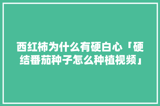 西红柿为什么有硬白心「硬结番茄种子怎么种植视频」 西红柿为什么有硬白心「硬结番茄种子怎么种植视频」 花朵知识