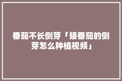 番茄不长侧芽「矮番茄的侧芽怎么种植视频」