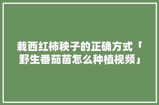 栽西红柿秧子的正确方式「野生番茄苗怎么种植视频」 栽西红柿秧子的正确方式「野生番茄苗怎么种植视频」 植物种类