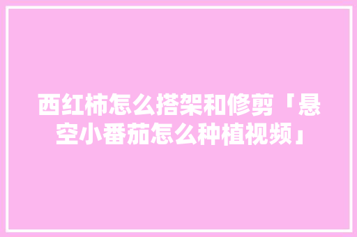 西红柿怎么搭架和修剪「悬空小番茄怎么种植视频」 西红柿怎么搭架和修剪「悬空小番茄怎么种植视频」 种植技巧