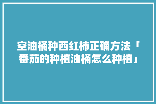 空油桶种西红柿正确方法「番茄的种植油桶怎么种植」 空油桶种西红柿正确方法「番茄的种植油桶怎么种植」 种植技巧