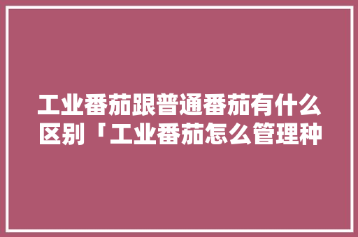 工业番茄跟普通番茄有什么区别「工业番茄怎么管理种植的」