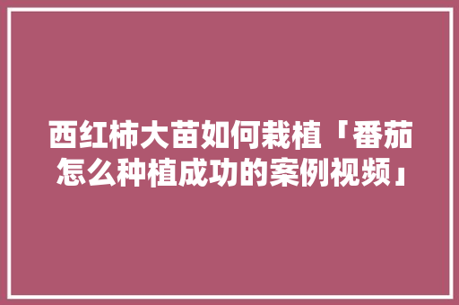 西红柿大苗如何栽植「番茄怎么种植成功的案例视频」 西红柿大苗如何栽植「番茄怎么种植成功的案例视频」 种植技巧