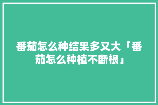 番茄怎么种结果多又大「番茄怎么种植不断根」 番茄怎么种结果多又大「番茄怎么种植不断根」 植物种类