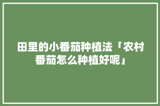 田里的小番茄种植法「农村番茄怎么种植好呢」 田里的小番茄种植法「农村番茄怎么种植好呢」 番茄种植技巧
