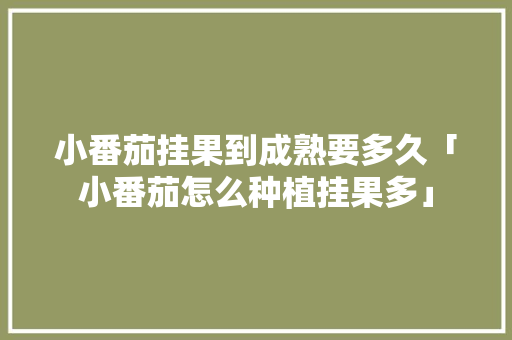 小番茄挂果到成熟要多久「小番茄怎么种植挂果多」